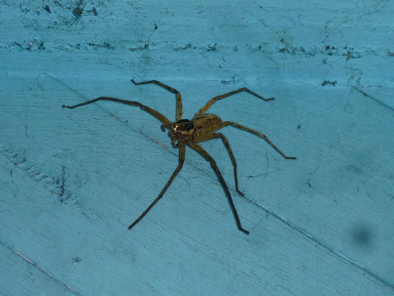 A spider on the wood