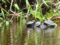 Tortoises perched upon a rock