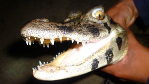 Scary crocodile smile