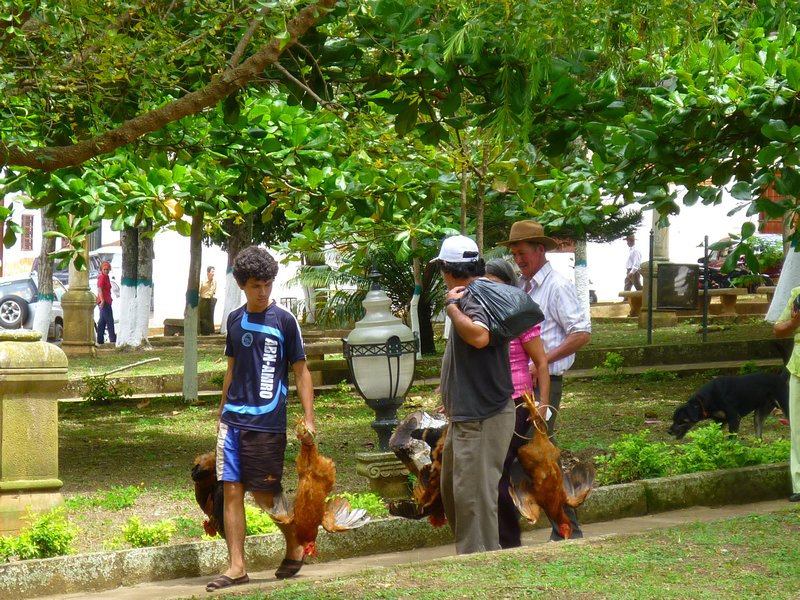Bunches of chickens bought from Barachara market
