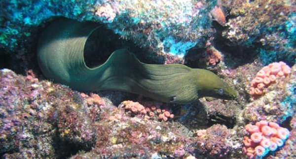 Panamic Green Moray Eel 