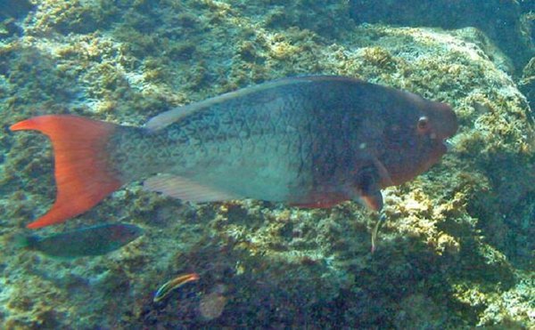 Parrotfish 
