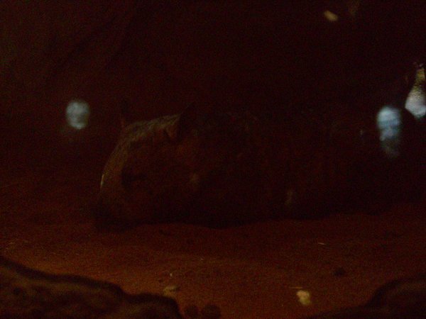 ein wombat ...riesig sind die dinger