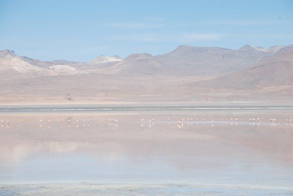 Altiplano - laguna colorado & flamingoes