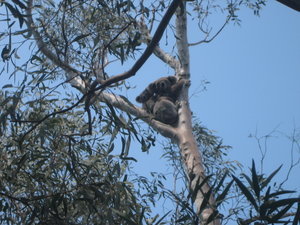 Koalas up a gum tree