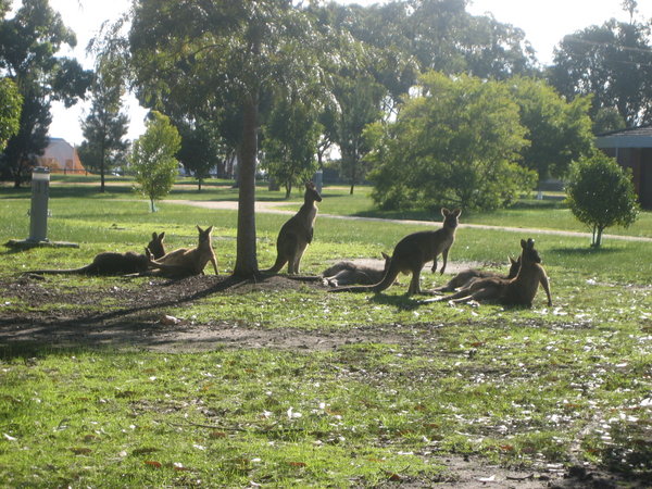 Kangaroos in the park