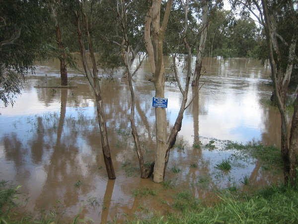The  MurrumbidgeeRiver in flood.
