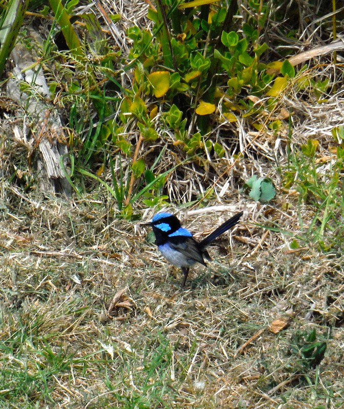 This Superb Fairy-wren turned out to be quite the poser.