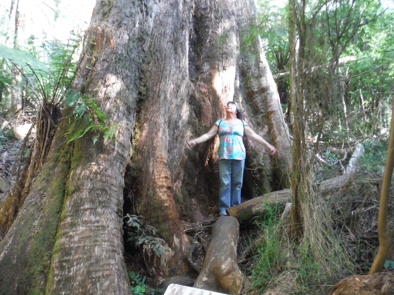 Another big rainforest tree.