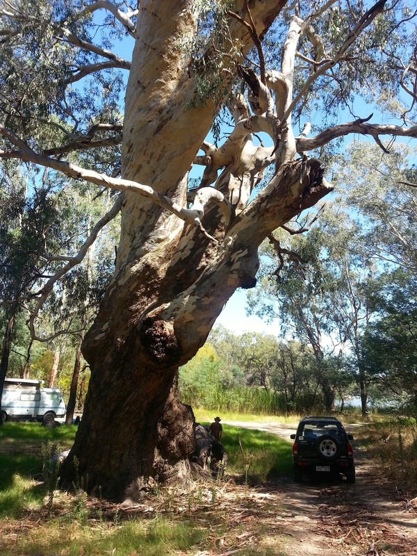 The 1000 year old River Red Gum