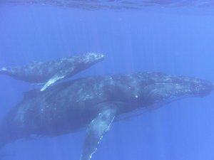Humpback whales, mohter & calf