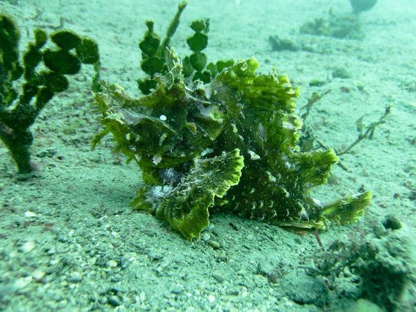 Rhinopia, weedy scorpion fish