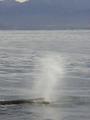 tiaki...the 18m sperm whale!