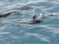 the friendly dusky dolphins