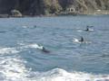 more than 200 dolphins came to see us!