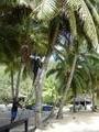 coconut picking