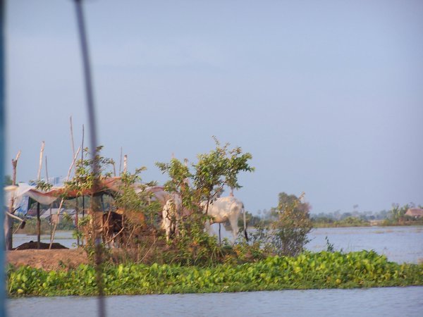Cows on lil island in Tonle Sap Lake