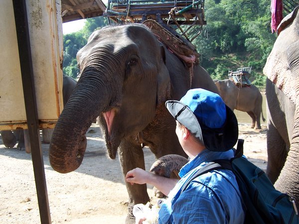 Rick feeding elephant banana & sugarcane