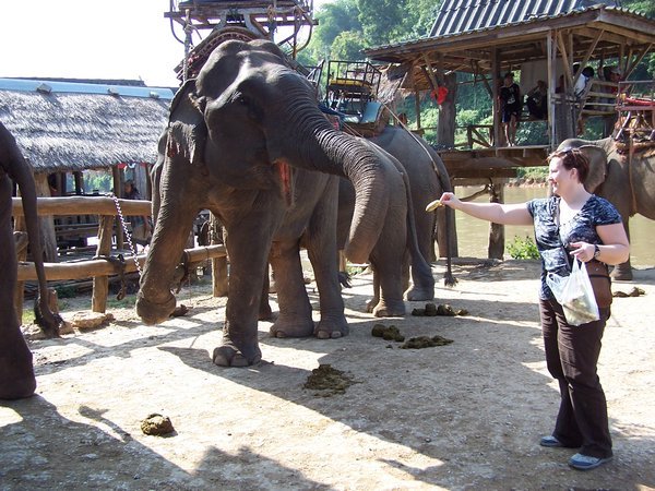 Tammy feeding elephant