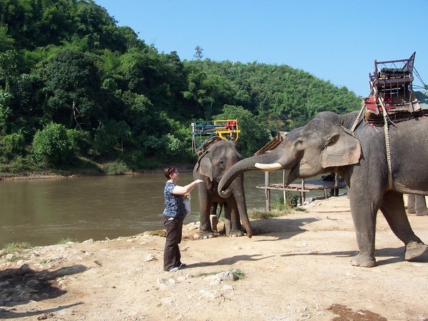 Tammy feeding elephants