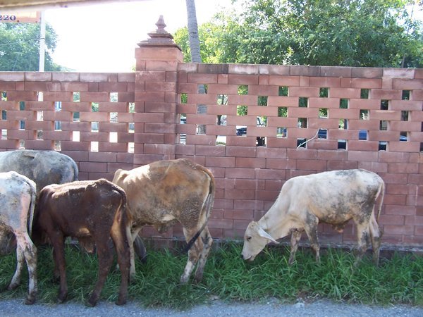 Thai Cows