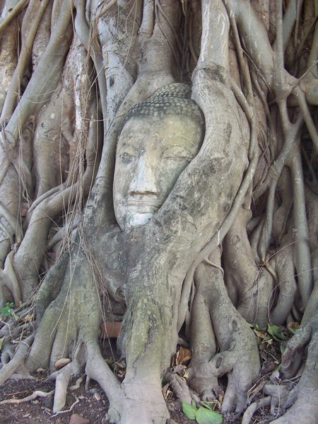 Iconic buddha head in tree