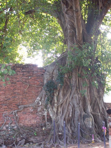 Bodhi tree with entrapped Buddha head at base