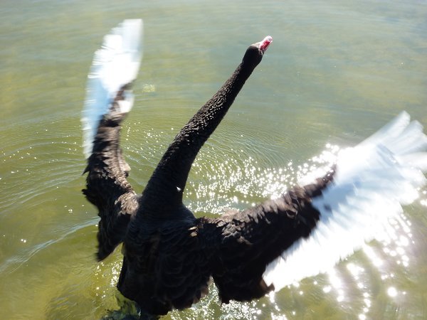 Black swan stretching