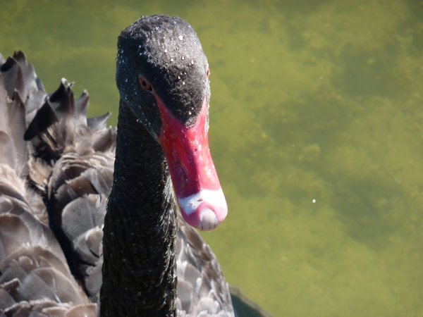Black Swan face