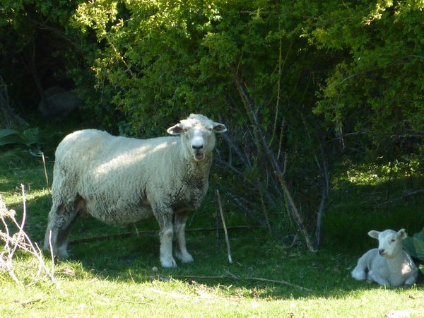 Mom and lamb