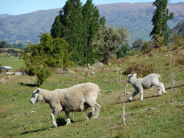 Sheep and lamb running