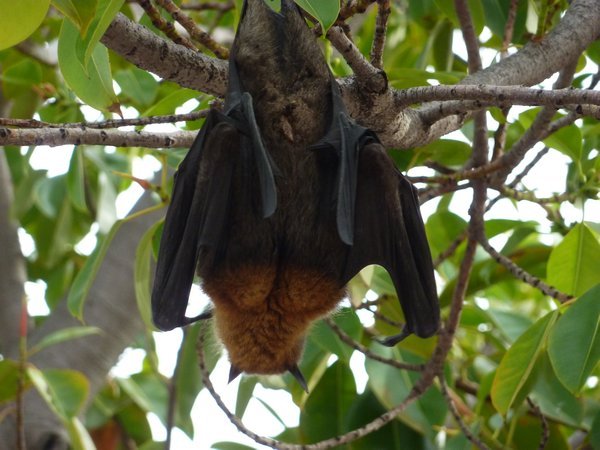Fruit Bat hanging