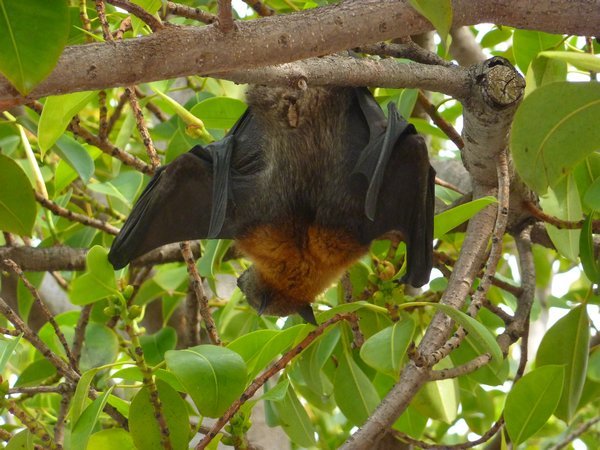 Fruit Bat in tree