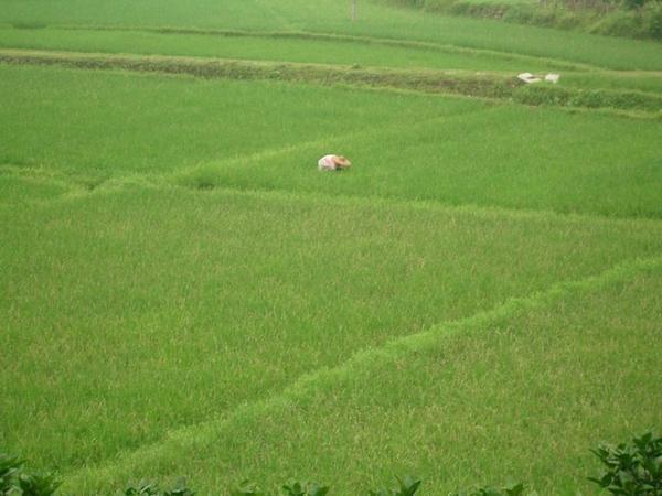 Local woman at work in the rice paddy