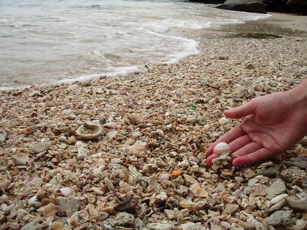 Laura collects shells for her necklace