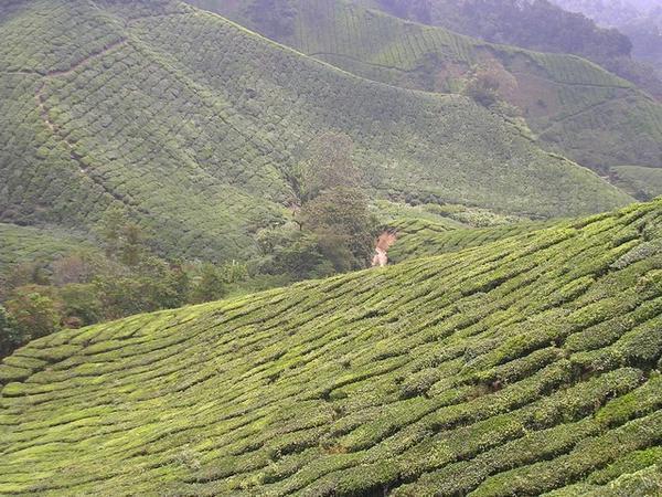 Tea fields as far as you can see