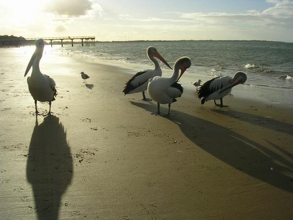 Hervey Bay 