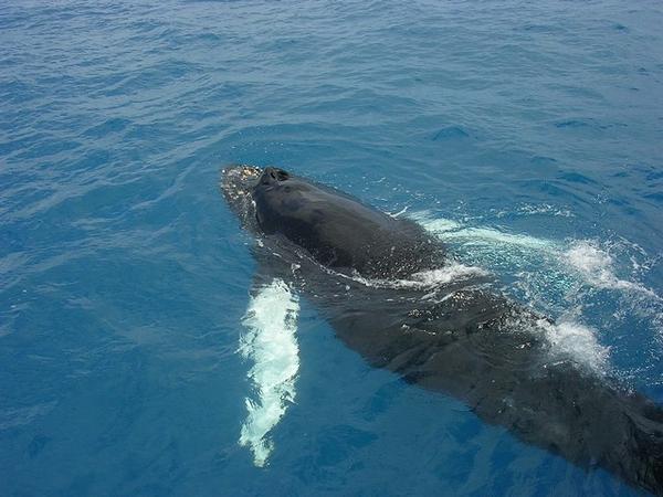 Cute whale!