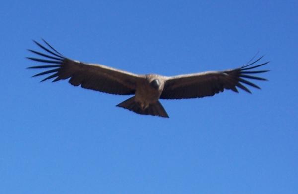 Condor Overhead