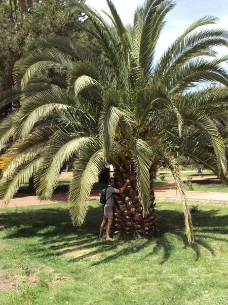 Richard hugging a massive Palm