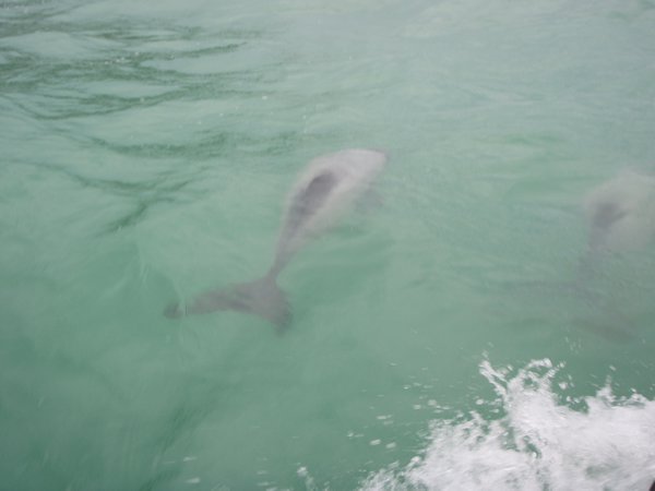 Blurry hector dolphins
