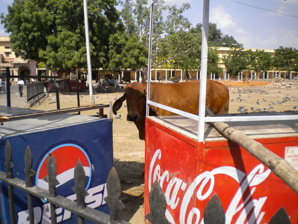 The coca cola/pepsi cow from jaipur