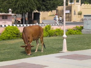 Cow in Jaipur