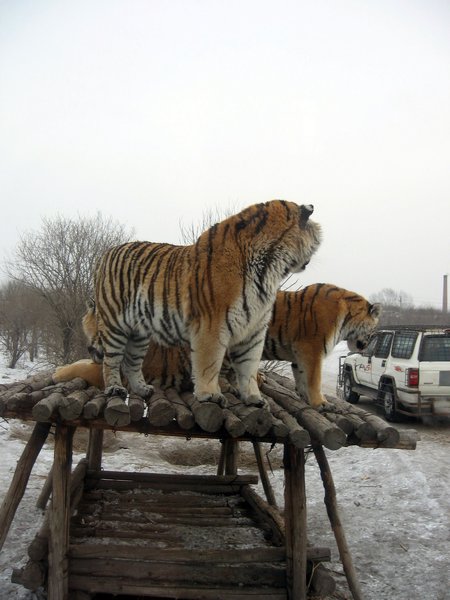 Siberian Tiger Park in Harbin 🇨🇳