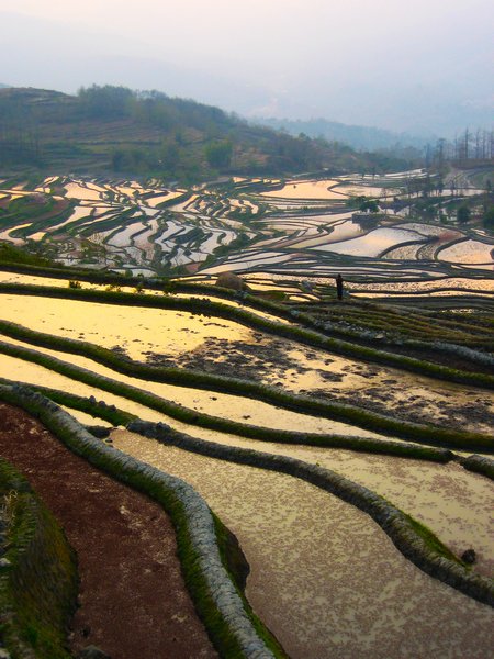 Yuan YangRice Terraces 