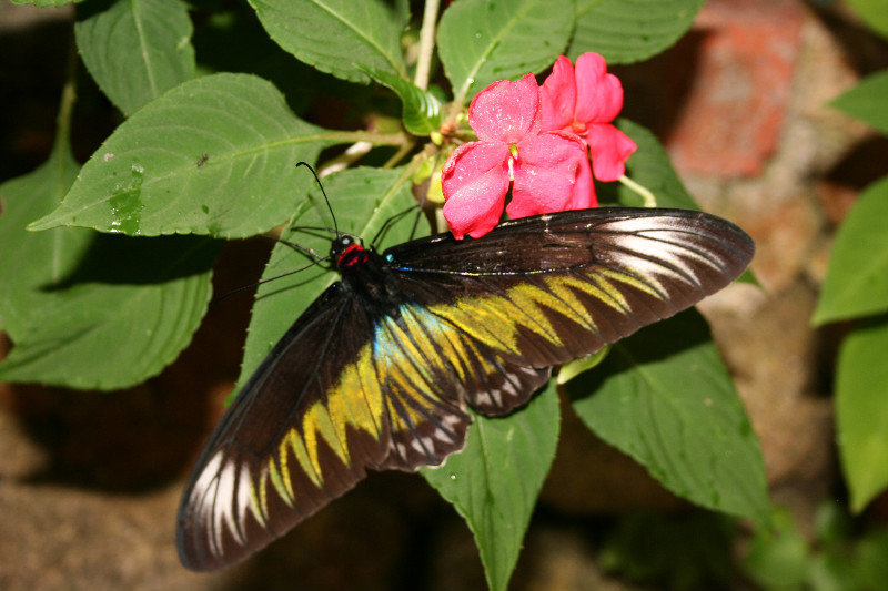 motýl z motýlí farmy