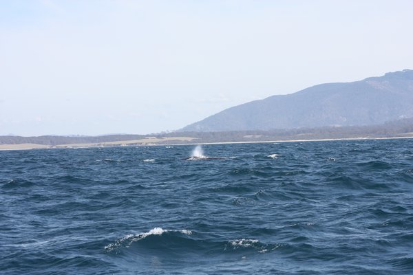 whales blowing 3