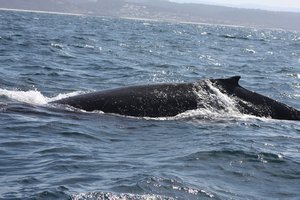 whales Sept 09 755