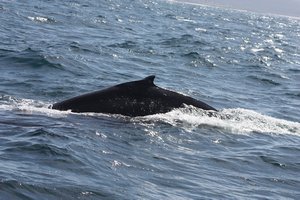whales Sept 09 758