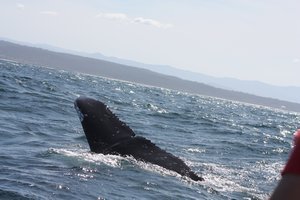 whales Tail 1